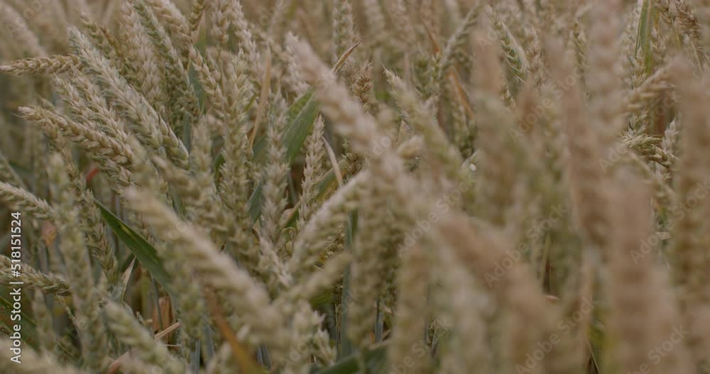 Growing food in a farmer's field. Raw environmentally friendly product on earth. Spikelets ripen on stems, grain in the stem. The harvest year is the joy of the peasants. Growing food in a farmer's field. Raw environmentally friendly product on earth. Spikelets ripen on stems, grain in the stem. The harvest year is the joy of the peasants.