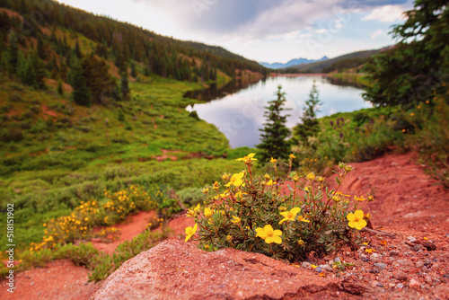 Yellow Wildflowers Near Lake in Colorado Rocky Mountains