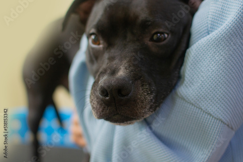 Worried black pit bull dog embracing with her owner at the grooming salon and waiting for the procedures. Care of the pets concept. Stock photo