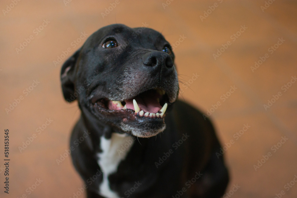 View at the serious black pit bull dog laying at the floor at the grooming salon and waiting for the procedures. Care of the pets concept. Stock photo