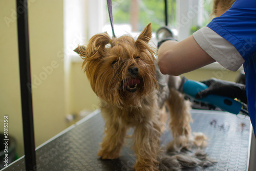 Portrait of female groomer cutting adorable yorkshire terrier dog by haircut machine for animals at table in grooming salon. Purebred pet getting haircut with shaving machine