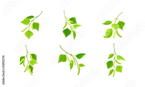 Birch twigs set. Sprigs of green spring tree vector illustration