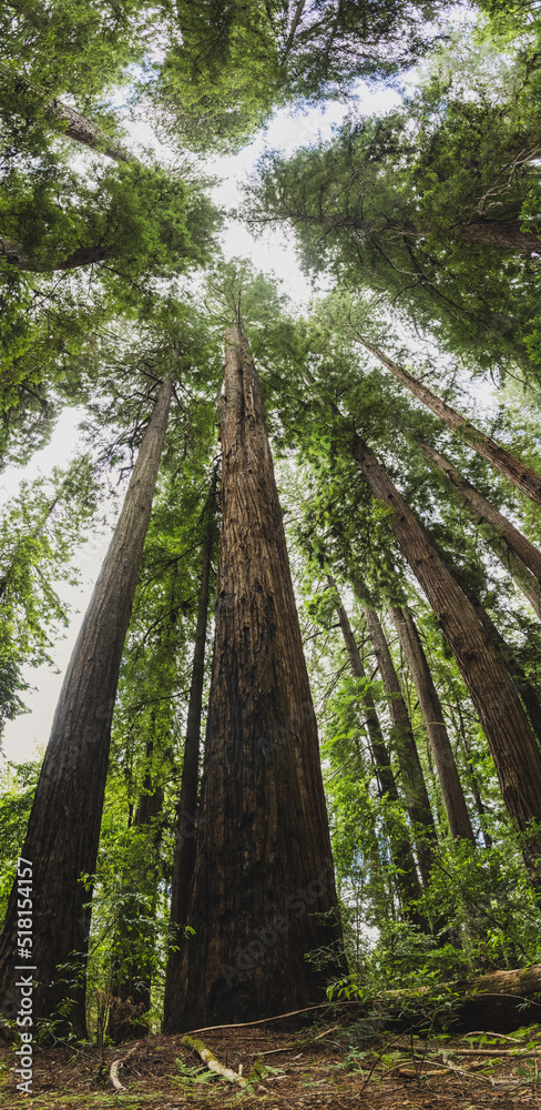 Fototapeta premium Tall California redwood trees in a dense forest and hiking trail