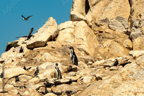 Birds colonies by Ballestas Island, National Reserve Park, Paracas, Peru © @dsokol66