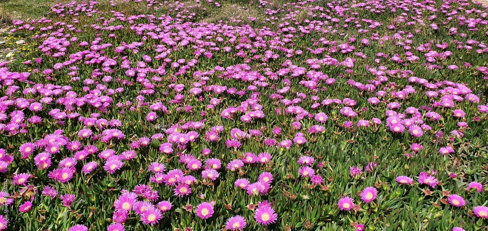 Naklejka premium Beautiful pink flowers of Carpobrotus acinaciformis. Fragrant pink carpobrotus flowers in Spain.