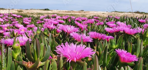 Beautiful pink flowers of Carpobrotus acinaciformis. Fragrant pink carpobrotus flowers in Spain. photo