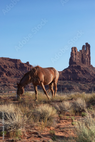 Wild Brown Horse in the desert with Red Rock Mountain Landscape in Background. Sunny Sunset Sky. Oljato-Monument Valley  Utah  United States.