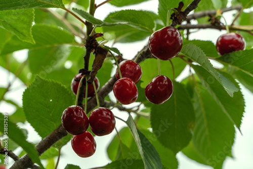 Ripe red cherry and green foliage of the tree.