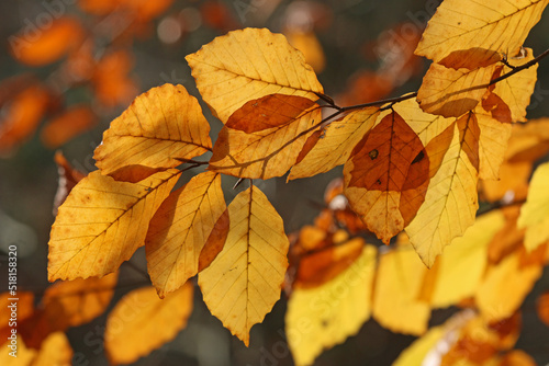 Beech leaves on a tree in autumn 