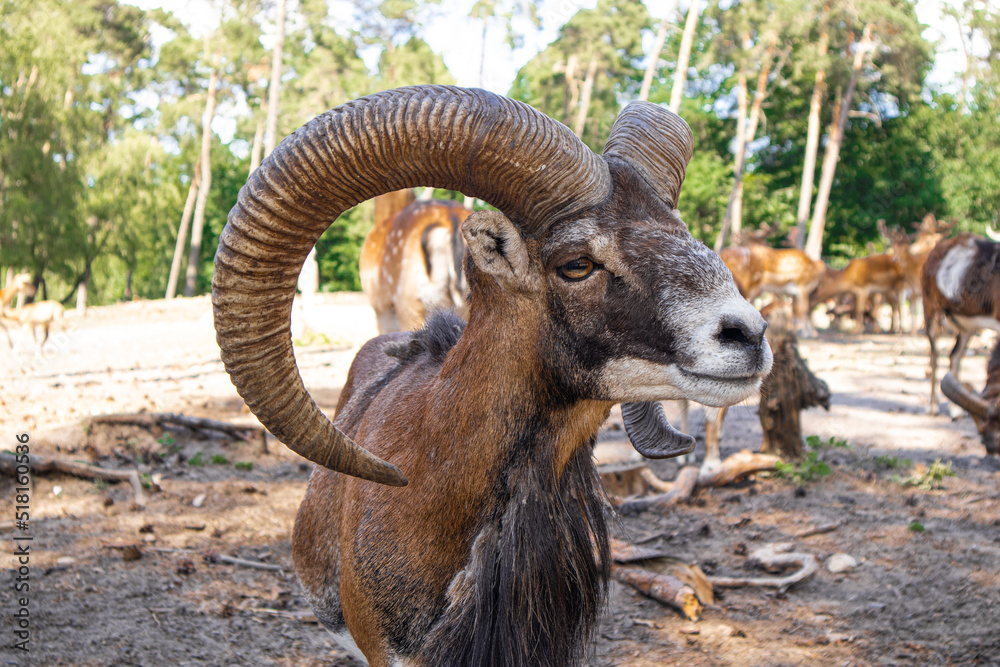 goat with big horns close-up, pasture in the park. Concept farm, agriculture, wildlife, protection, environment. High quality photo goat with big horns close-up, pasture in the park. Concept farm, agriculture, wildlife, protection, environment. High quality photo
