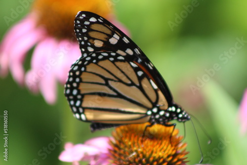 Monarch Butterfly Close-up © Jeffrey