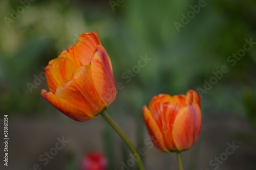 two colorful tulips in spring