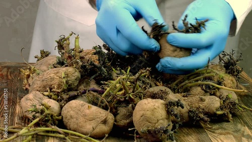 Human hand sorts pile of seed old germinated wrinkled potatoes with sprouts for seed. photo