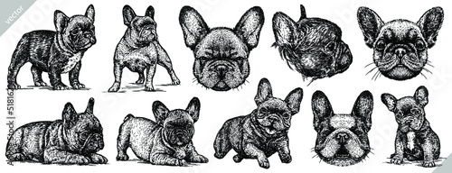 Vintage engrave isolated french bulldog set illustration ink sketch. Puppy background dog vector art