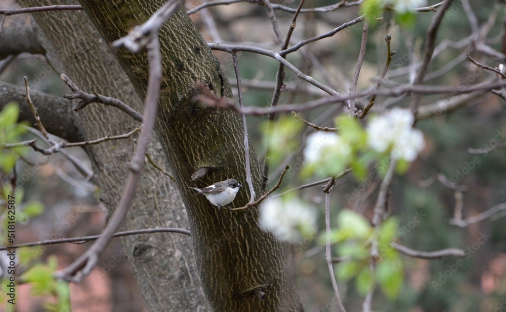 a small bird on a tree branch in spring a small bird on a tree branch in spring