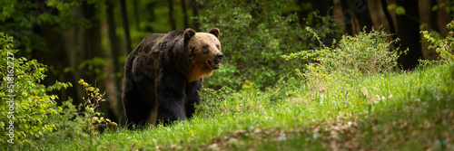 Brown bear, ursus arctos, approaching in forest in panoramic shot. Dark carpathian mammal coming on grass in summer sunlight. Large predator walking on woodland.