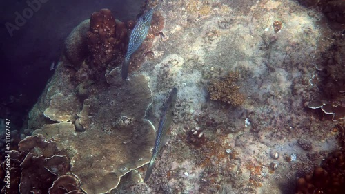 Underwater video of pair of scrawled filefish or aluterus scriptus in Gulf of Thailand. Close up of beautiful tropical fish swimming among reef. Wild nature, sea life. Scuba diving or snorkeling. photo