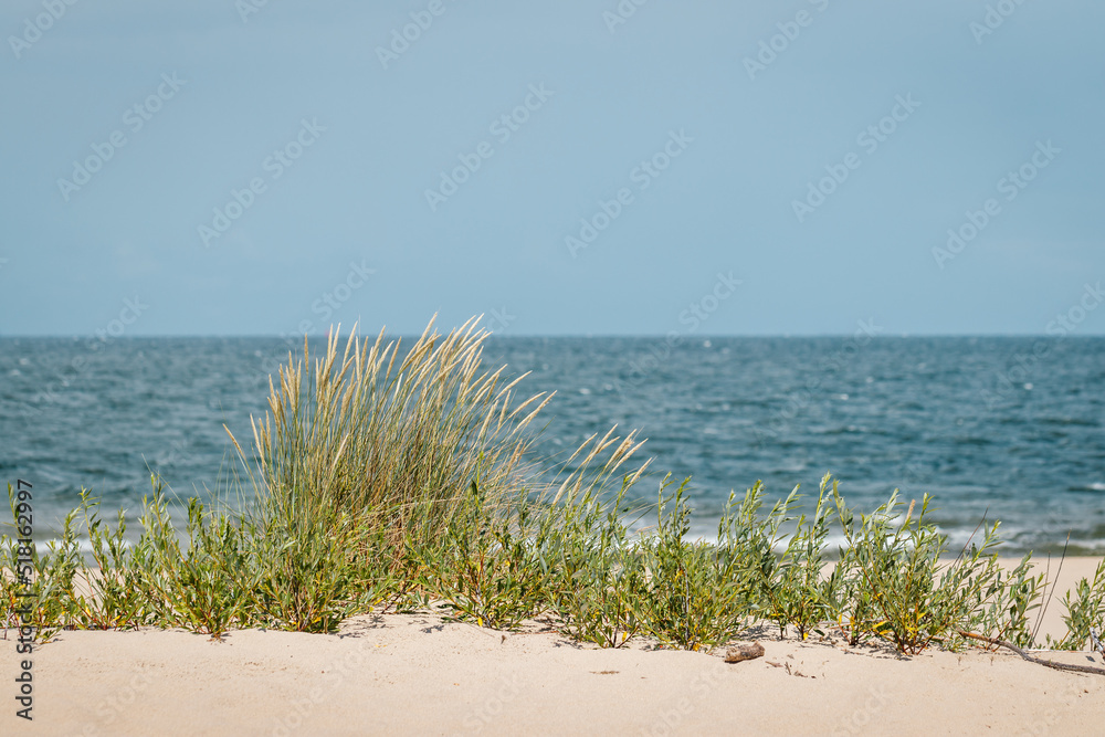 Baltic sea. Grass in wind at sandy beach Stogi, Gdansk, Poland. Selective focus - obrazy, fototapety, plakaty 