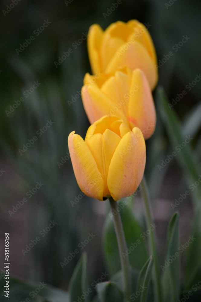 yellow tulips in spring in the yard yellow tulips in spring in the yard