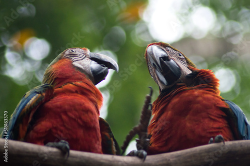 Guacamayos. Parque das aves, Foz do iguaçu © Paula