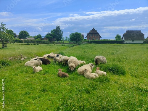 Schafe auf Wiese