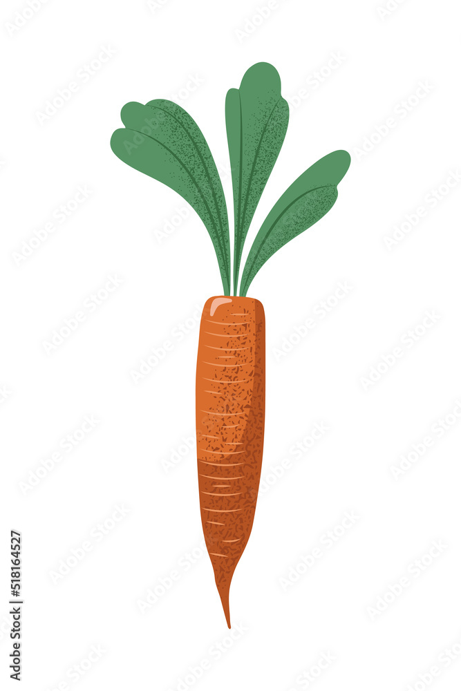 Hand drawn carrot with leaves in flat style with grainy texture, vector illustration isolated on white background Hand drawn carrot with leaves in flat style with grainy texture, vector illustration isolated on white background