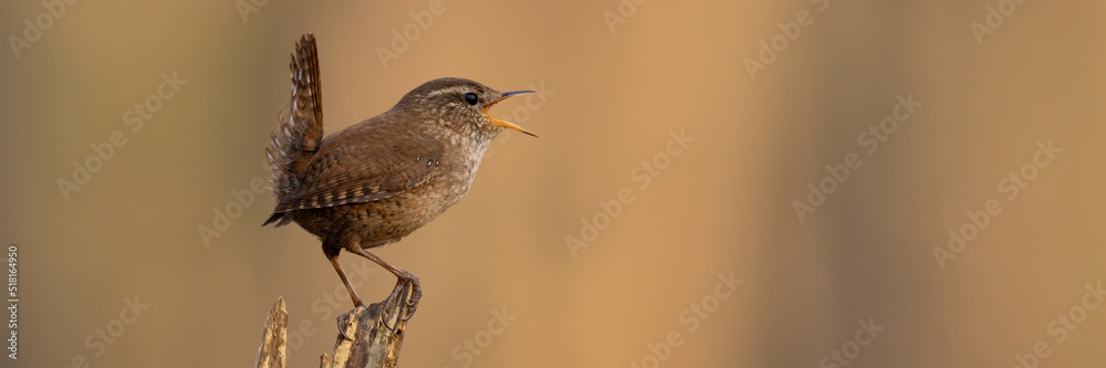Eurasian wren, troglodytes troglodyte, sitting on wood from side in panoramic shot. Little songbird singing on tree in copy space. Brown featehred animal with open beak on stump. Eurasian wren, troglodytes troglodyte, sitting on wood from side in panoramic shot. Little songbird singing on tree in copy space. Brown featehred animal with open beak on stump.