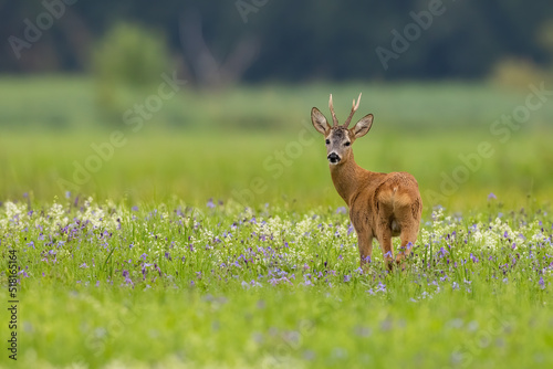 Fototapeta Naklejka Na Ścianę i Meble -  Roe deer, capreolus capreolus, looking to the camera on meadow in summer. Antlered mammal observing on wildflowers with copy space. Roebuck standing on blooming meadow.