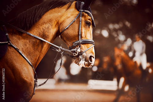 Photographie Portrait of a beautiful bay horse with a dark mane and a bridle on its muzzle, which gallops