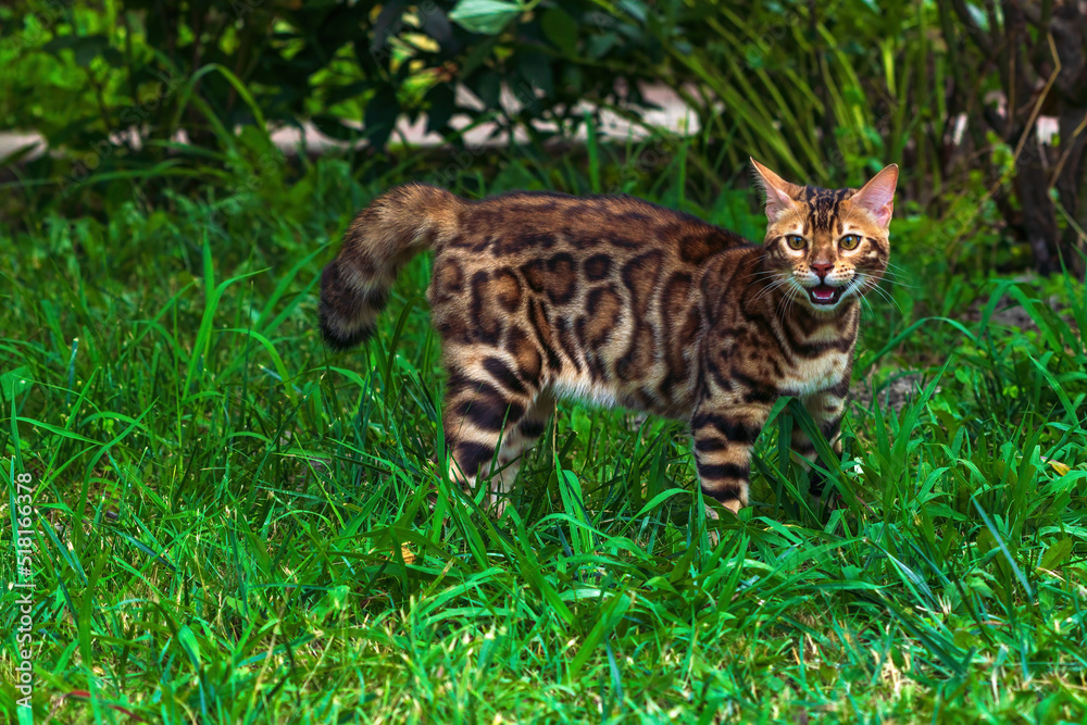 Obraz premium Beautiful young bengal cat in the garden