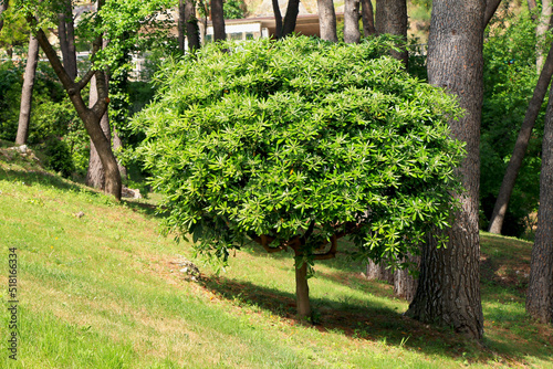 Small green tree in park