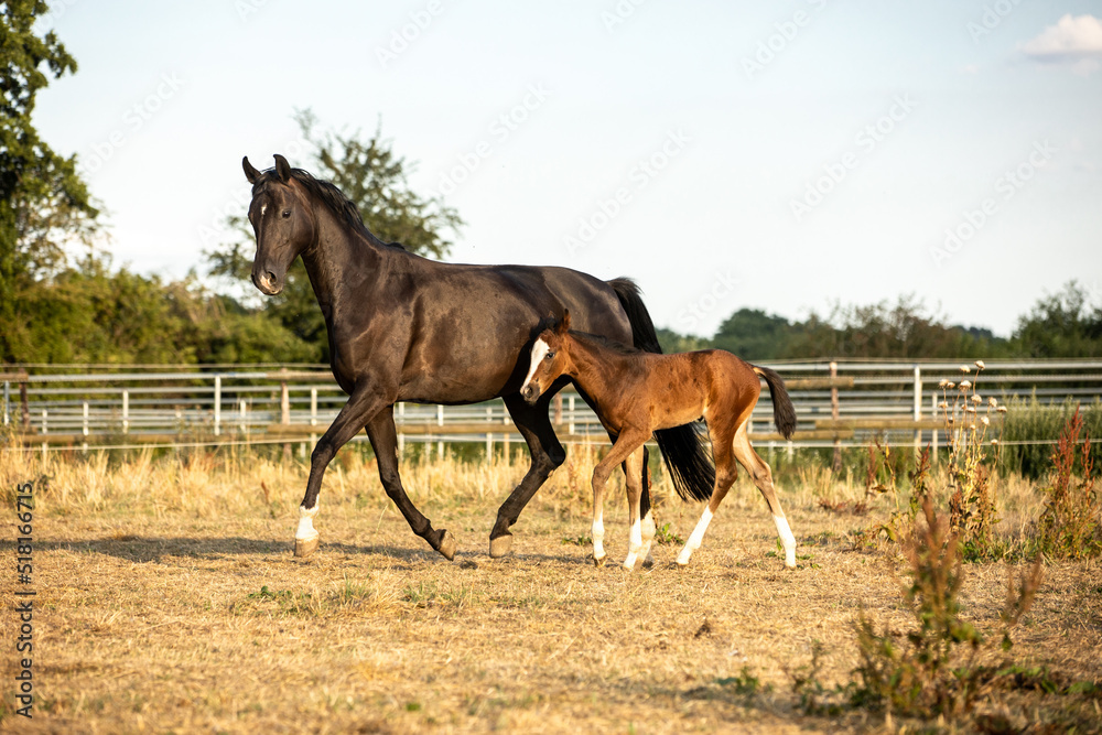 Obraz premium Stute läuft mit Fohlen