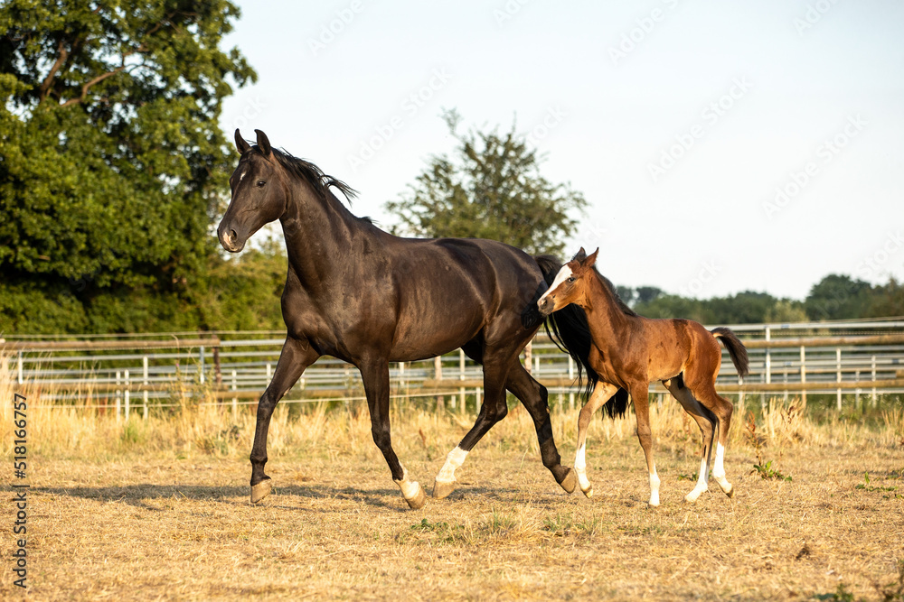 Fototapeta premium Stute läuft mit Fohlen