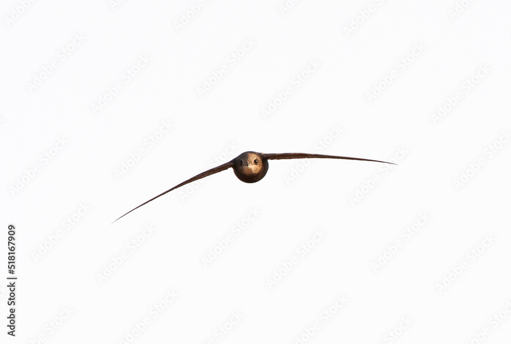 Gierzwaluw, Common Swift, Apus apus Gierzwaluw, Common Swift, Apus apus