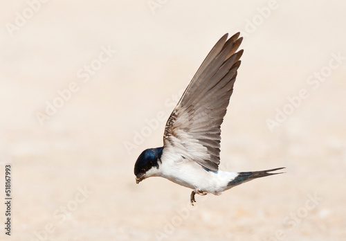 Huiszwaluw, Common House Martin, Delichon urbicum photo