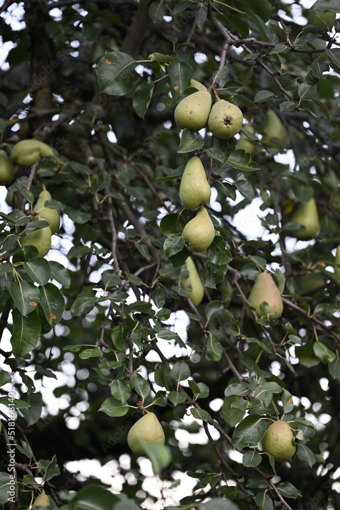 Pears in a Pear Tree