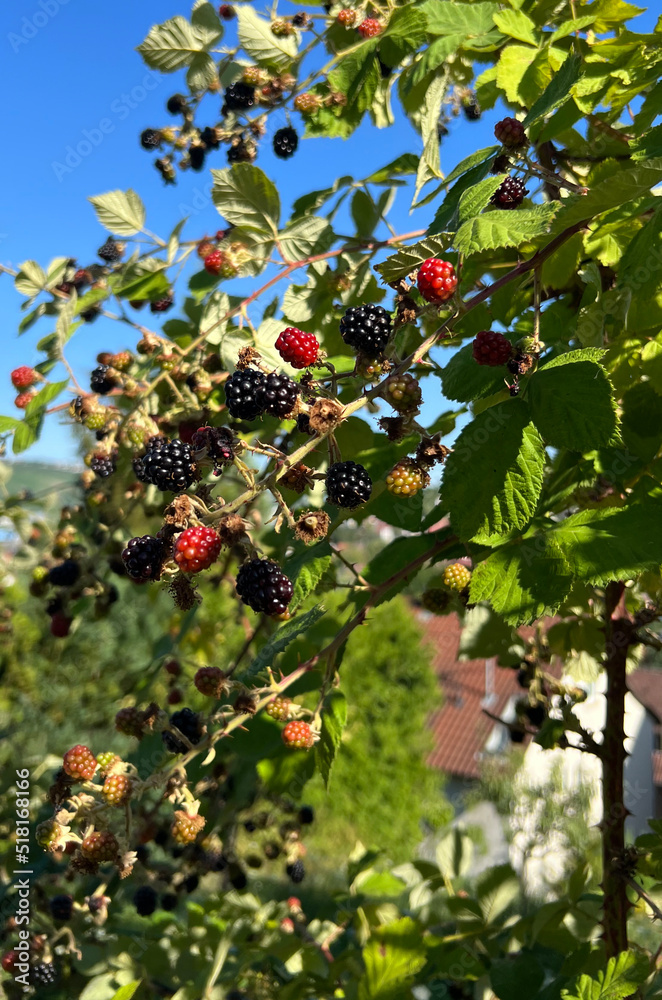 Fruit Tree with Berries and Blue Sky Fruit Tree with Berries and Blue Sky