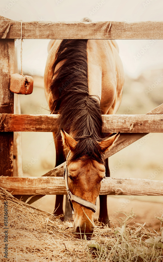 Agriculture and livestock feeding. A beautiful bay bareback horse with
