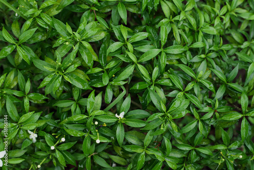 Fresh Leaves