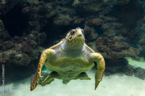 Meeresschildkröte schaut Dich an