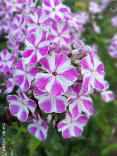 White flowers with a lilac-crimson smear in the center of the petal in tall spike-shaped inflorescences. An unusual variety of Phlox Natasha. Desktop Wallpapers