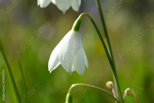 white snowdrop flowers in spring. White snowdrop flowers against green bokeh background. Spring blooms (Galanthus) in garden with blurred background macro photo. 