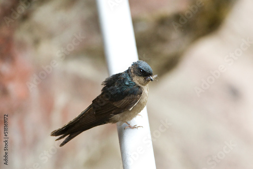 Muiszwaluw, Brown-bellied Swallow, Notiochelidon murina photo