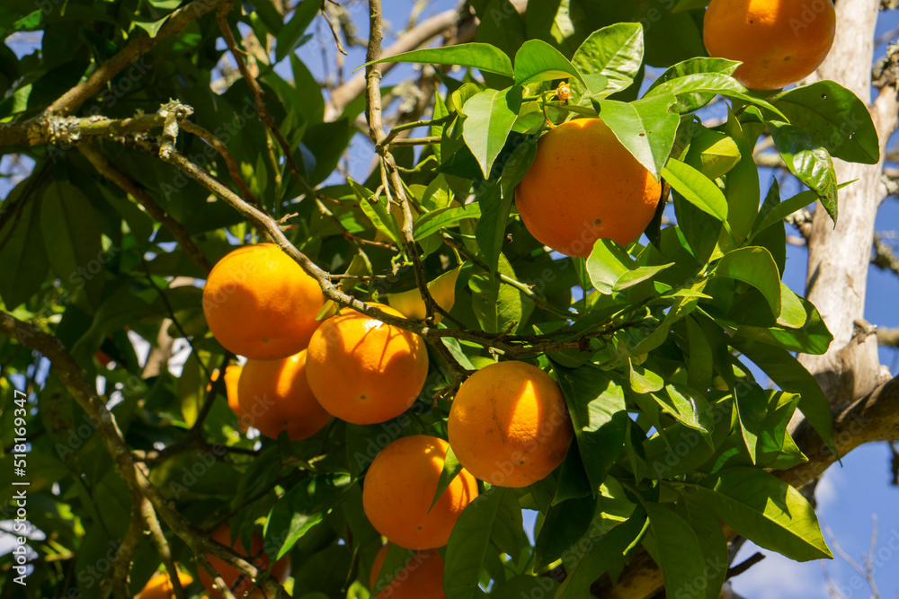 Orange garden. Juicy fresh leaves, exotic tropical harvest on branch. Springtime sky. Summer background of citrus garden. Orange garden. Juicy fresh leaves, exotic tropical harvest on branch. Springtime sky. Summer background of citrus garden.