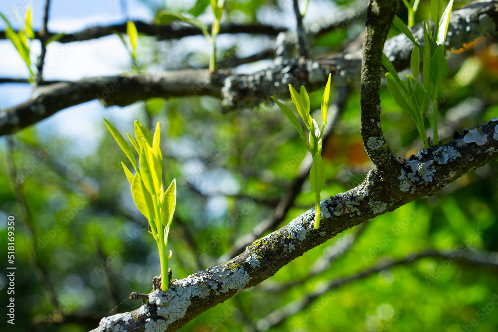 Neroli in bloom. Orange tree branch with white fragrant flowers, buds and leaves. Flowering citrus. Spring. white fresh orange tree flowers and young green leaves
