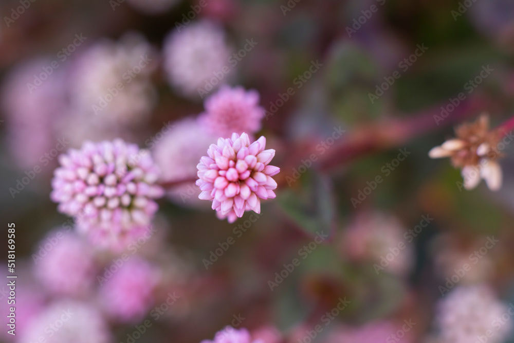 Close-up of a cluster of pink knotweed or pink-headed persicaria (Persicaria capitata), suitable as a natural background. Macro photo with selective focus. 