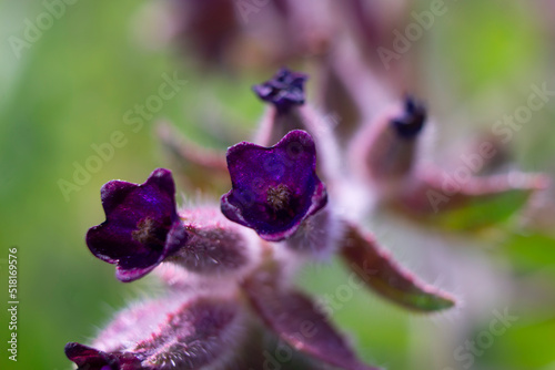 Cynoglossum officinale (houndstongue, houndstooth, dog's tongue, gypsy flower) dark purple flower on soft blurry green-blue leaves background.  Macro photo.  photo