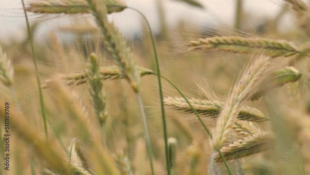 Wheat field ears of wheat swaying from the gentle wind. Rye agriculture harvesting agribusiness concept. large harvest of wheat. Golden ears are slowly swaying in the wind. Wheat field ears of wheat swaying from the gentle wind. Rye agriculture harvesting agribusiness concept. large harvest of wheat. Golden ears are slowly swaying in the wind.