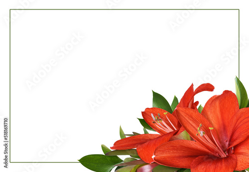 Red amaryllis flowers, leuc...