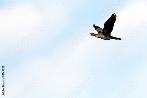 Pygmy Cormorant, Dwergaalscholver, Microcarbo pygmaeus photo